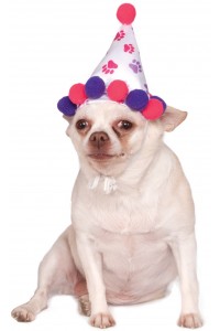 Paw Print Girl Pet Birthday Hat Accessory