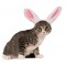 Bunny Ears Pet Accessory