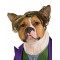 The Joker DC Comics Pet Costume